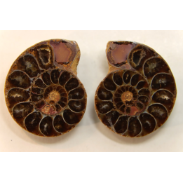 ammonite sciée de Madagascar