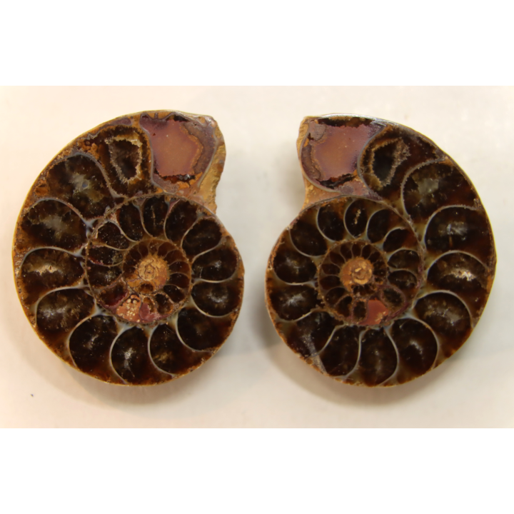 ammonite sciée de Madagascar