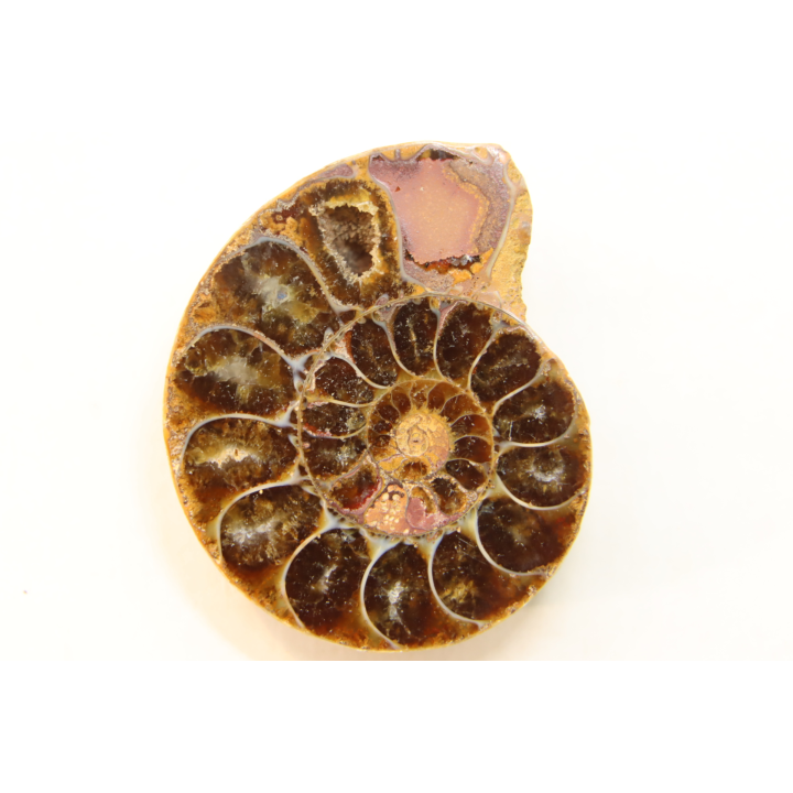 ammonite sciée de Madagascar