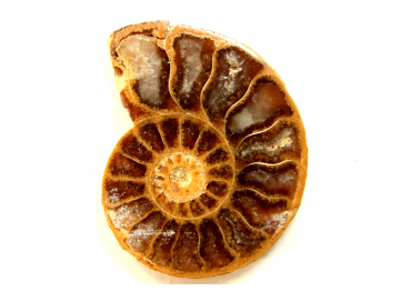 ammonite sciée de Madagascar