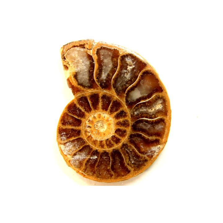 ammonite sciée de Madagascar