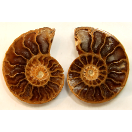 ammonite sciée de Madagascar