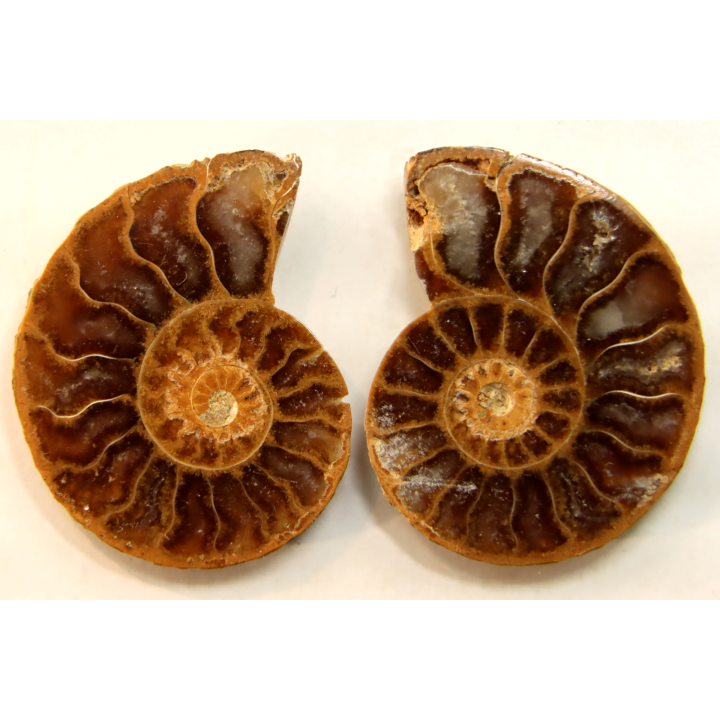 ammonite sciée de Madagascar