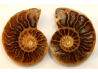 ammonite sciée de Madagascar