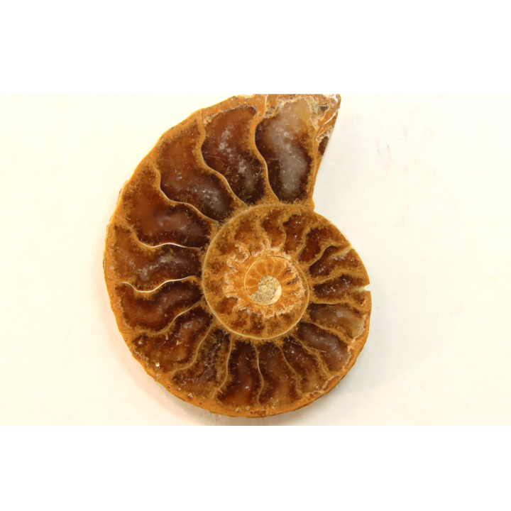 ammonite sciée de Madagascar