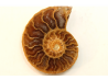 ammonite sciée de Madagascar
