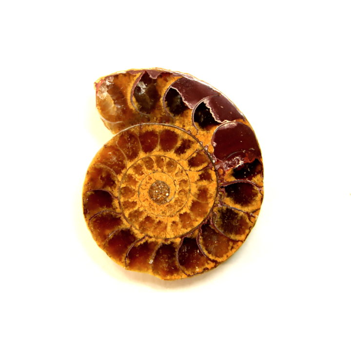 ammonite sciée de Madagascar