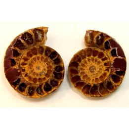 ammonite sciée de Madagascar
