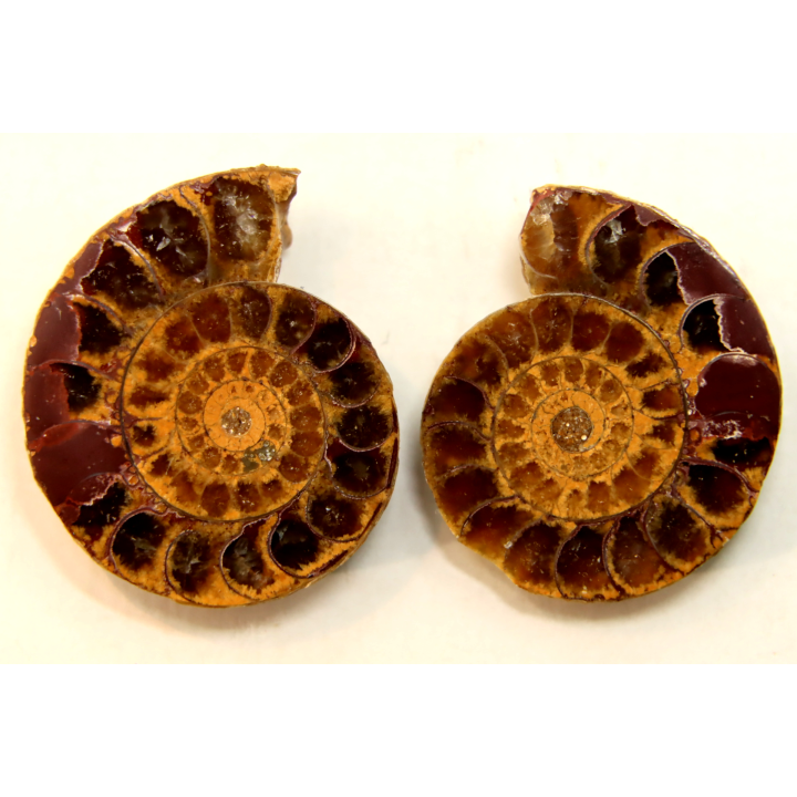ammonite sciée de Madagascar