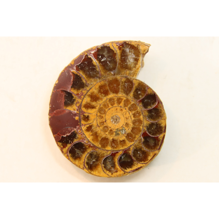 ammonite sciée de Madagascar