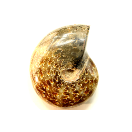 ammonite de Madagascar: jolie phylloceras polie