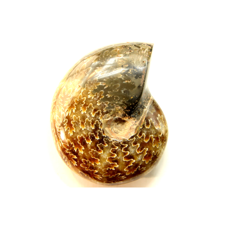 ammonite de Madagascar: jolie phylloceras polie