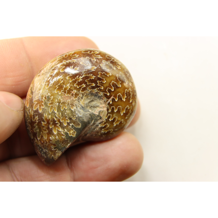 ammonite de Madagascar: jolie phylloceras polie