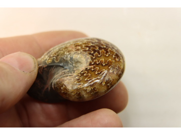 ammonite de Madagascar: jolie phylloceras polie