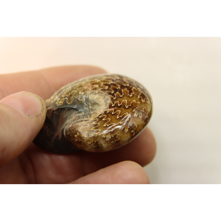 ammonite de Madagascar: jolie phylloceras polie