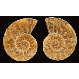 Ammonite de Madagascar