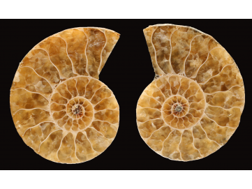 Ammonite de Madagascar