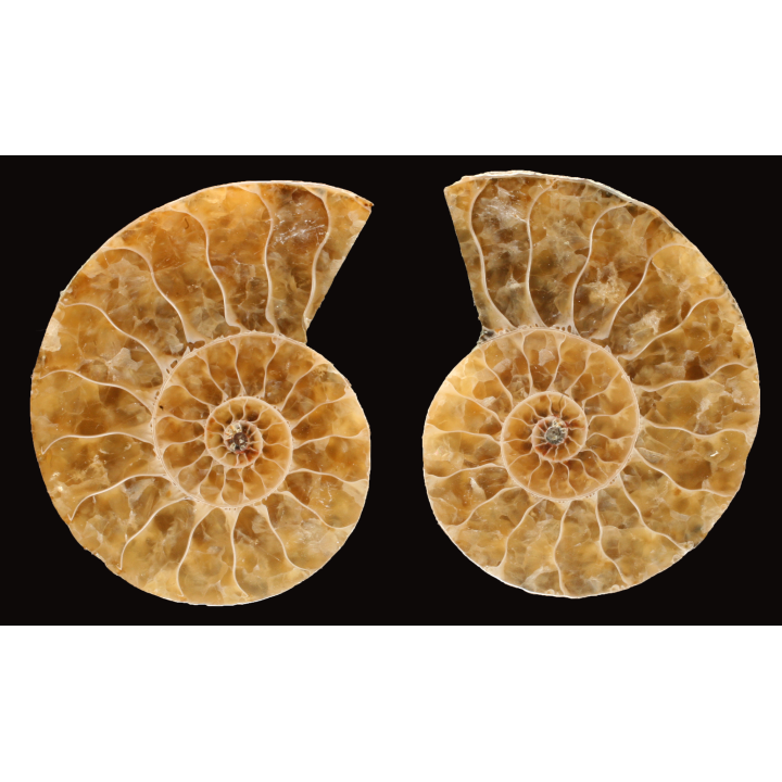 Ammonite from Madagascar