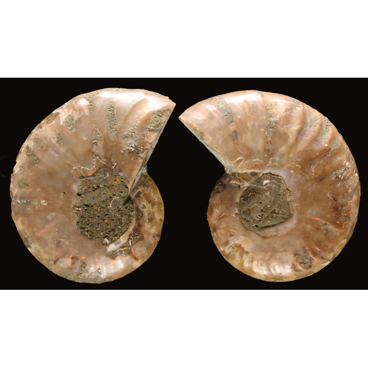 Ammonite de Madagascar