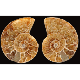 Ammonite de Madagascar