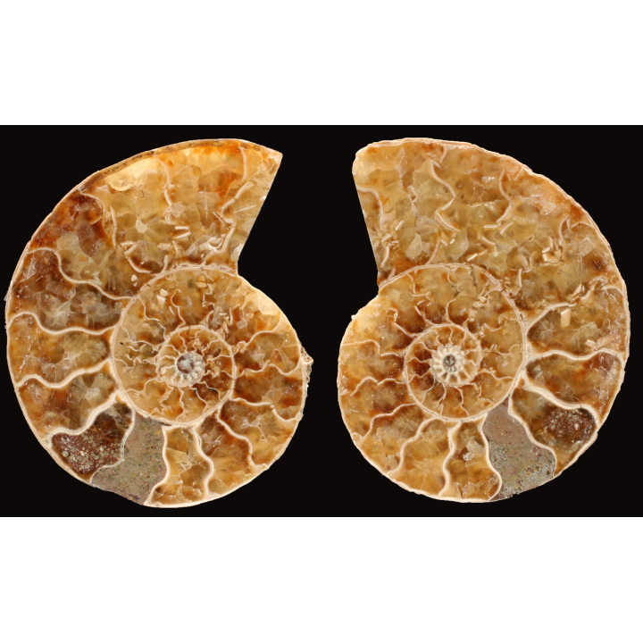Ammonite from Madagascar