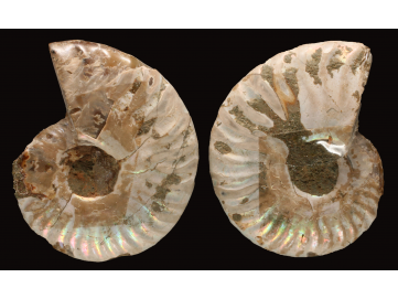 Ammonite from Madagascar