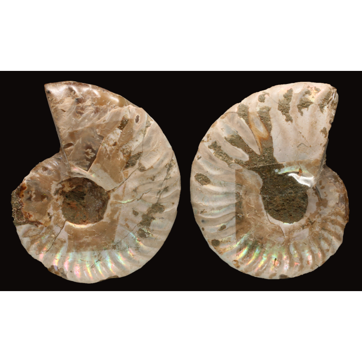 Ammonite from Madagascar