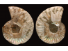 Ammonite de Madagascar