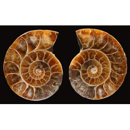 Ammonite de Madagascar