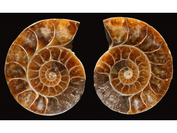 Ammonite de Madagascar