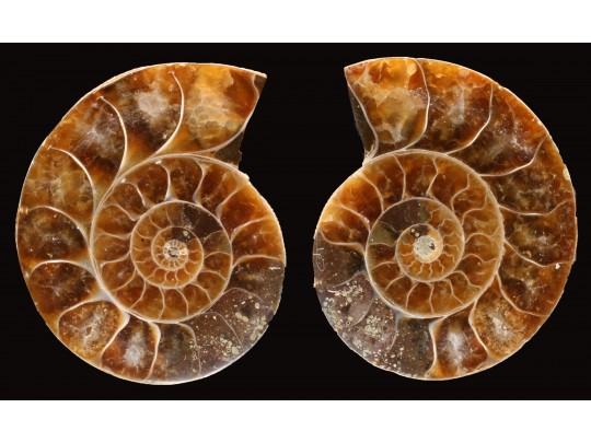 Ammonite from Madagascar