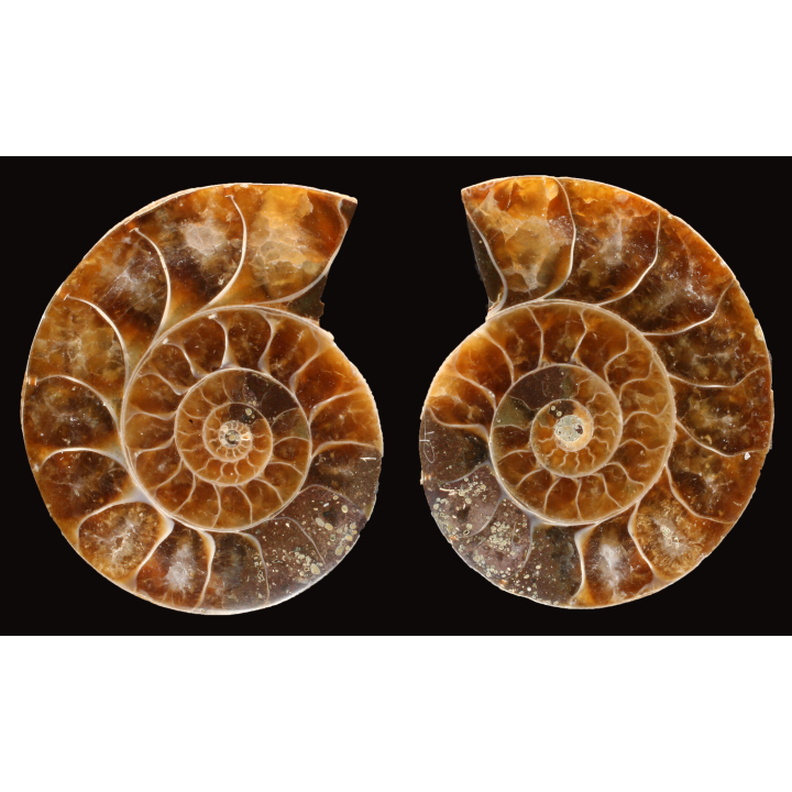 Ammonite de Madagascar