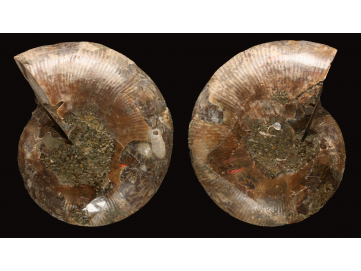 Ammonite from Madagascar