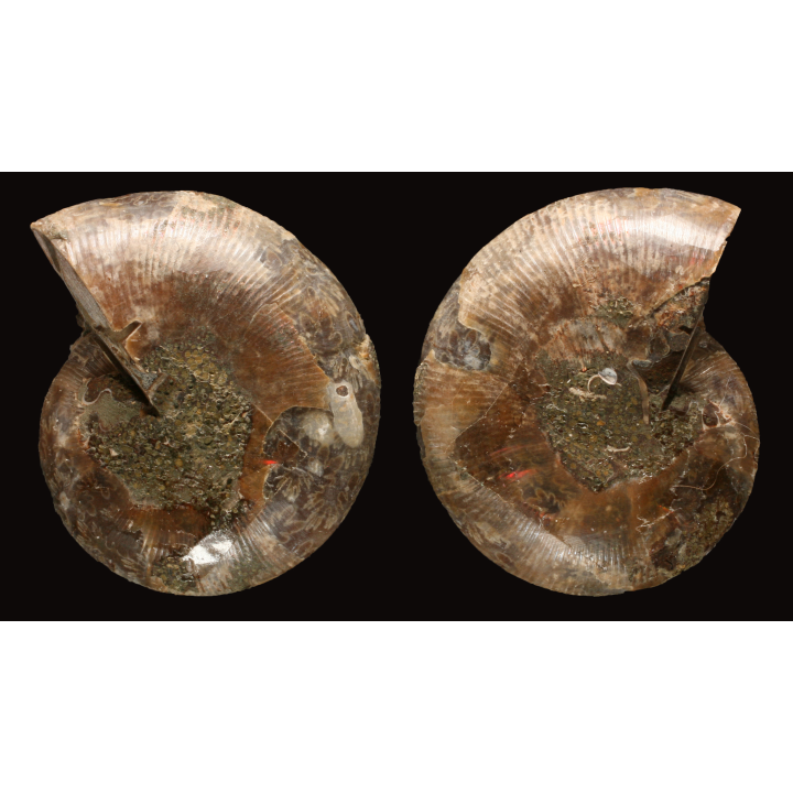 Ammonite de Madagascar