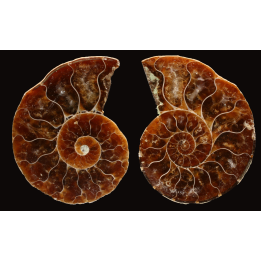 Ammonite de Madagascar