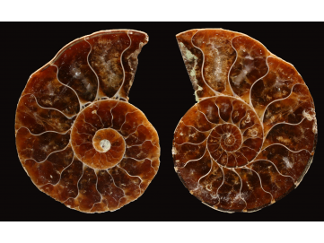 Ammonite de Madagascar