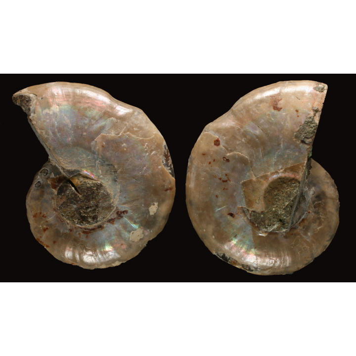 Ammonite from Madagascar