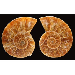 Ammonite de Madagascar