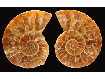 Ammonite from Madagascar