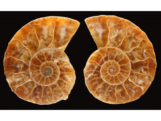 Ammonite from Madagascar