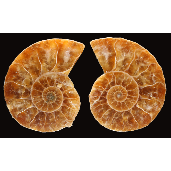 Ammonite de Madagascar