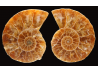 Ammonite from Madagascar