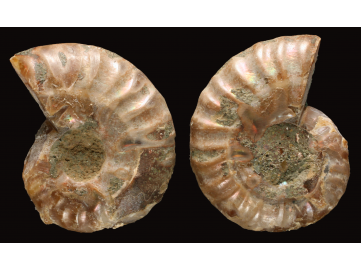 Ammonite from Madagascar