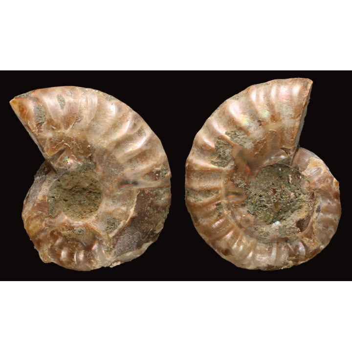 Ammonite de Madagascar