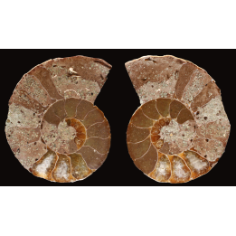 Ammonite from Madagascar
