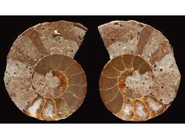 Ammonite from Madagascar