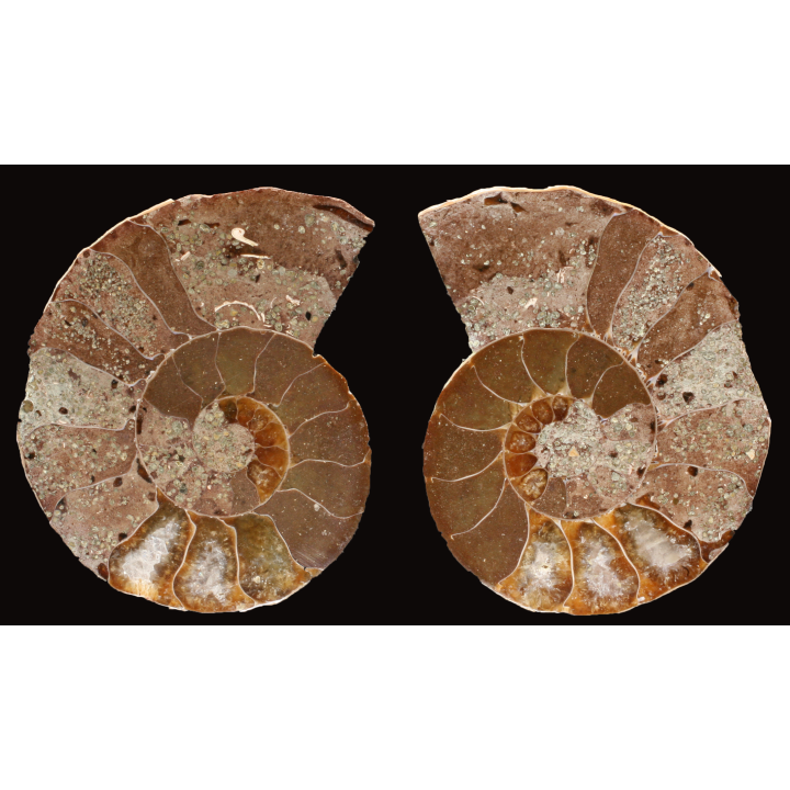 Ammonite from Madagascar