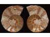 Ammonite de Madagascar