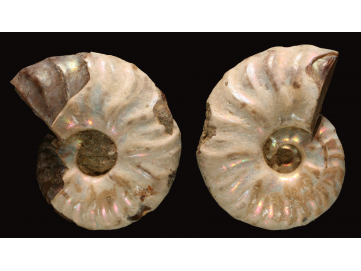 Ammonite de Madagascar