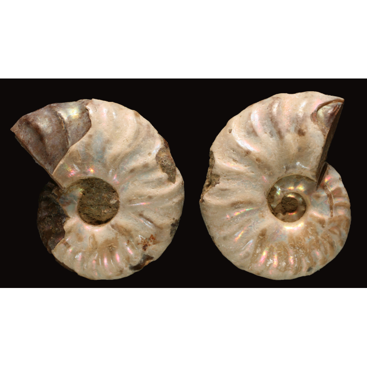 Ammonite de Madagascar
